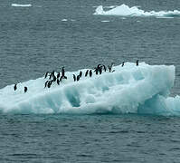 Adelie Penguin