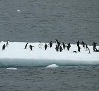 Adelie Penguin