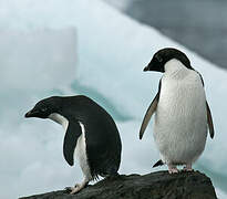 Adelie Penguin