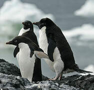 Adelie Penguin