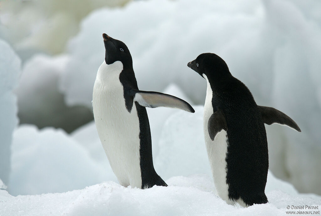 Adelie Penguinadult, habitat, walking