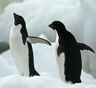 Adelie Penguin