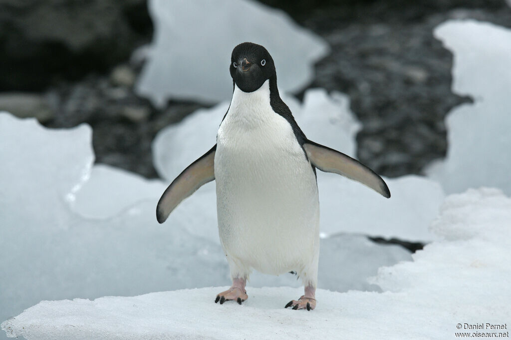 Adelie Penguinadult, habitat, walking