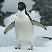 Adelie Penguin