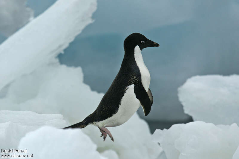 Adelie Penguinadult, habitat, Behaviour