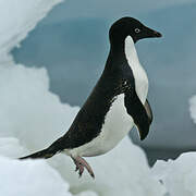 Adelie Penguin