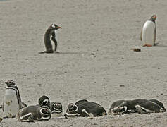 Magellanic Penguin