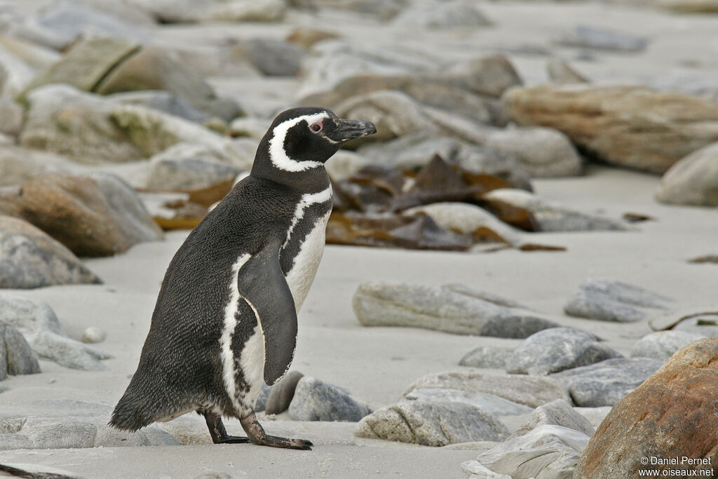 Magellanic Penguin