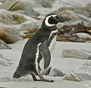 Magellanic Penguin