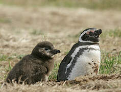 Magellanic Penguin