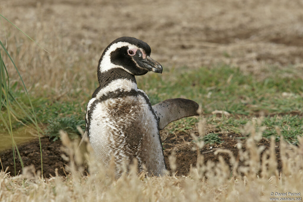 Manchot de Magellanadulte, habitat