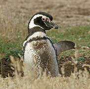 Magellanic Penguin