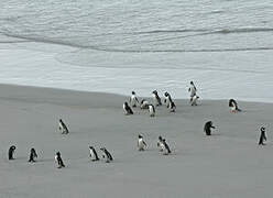 Magellanic Penguin