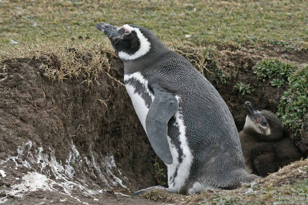 Magellanic Penguin, Reproduction-nesting