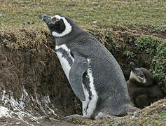 Magellanic Penguin