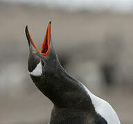 Gentoo Penguin