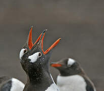 Gentoo Penguin