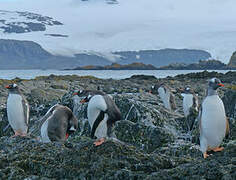 Gentoo Penguin