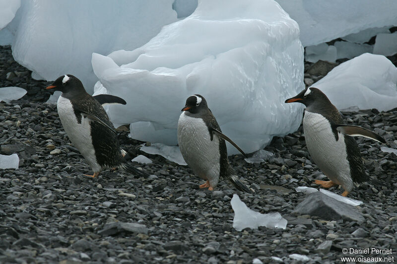Gentoo Penguinadult, habitat, walking