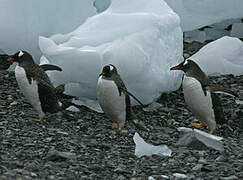 Gentoo Penguin