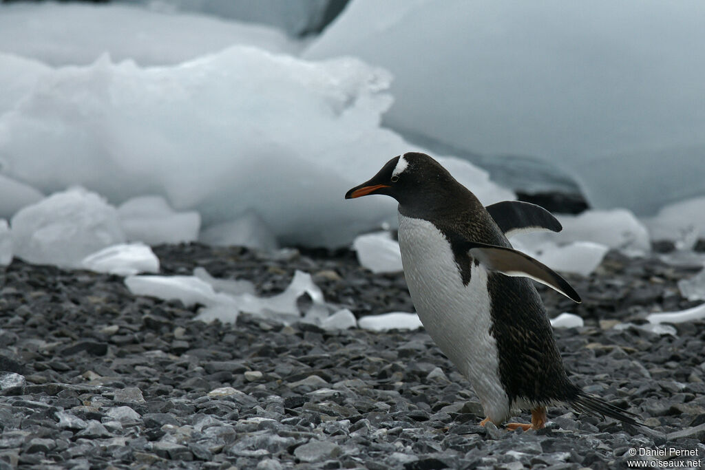 Gentoo Penguinadult, walking