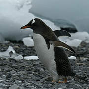 Gentoo Penguin