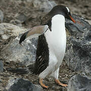 Gentoo Penguin