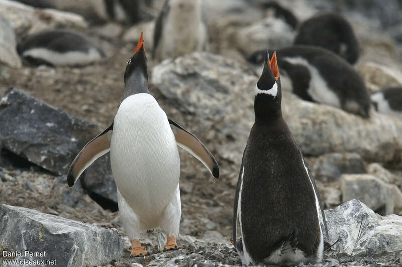 Gentoo Penguinadult, habitat, courting display, song
