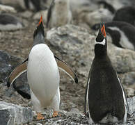 Gentoo Penguin