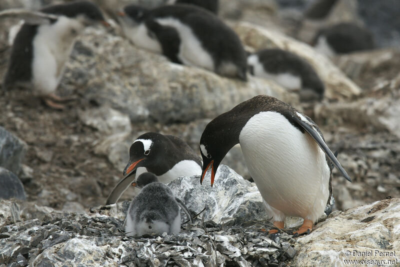 Gentoo Penguin, habitat