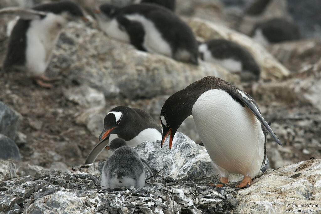 Gentoo Penguin, habitat