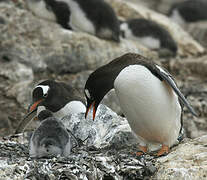 Gentoo Penguin