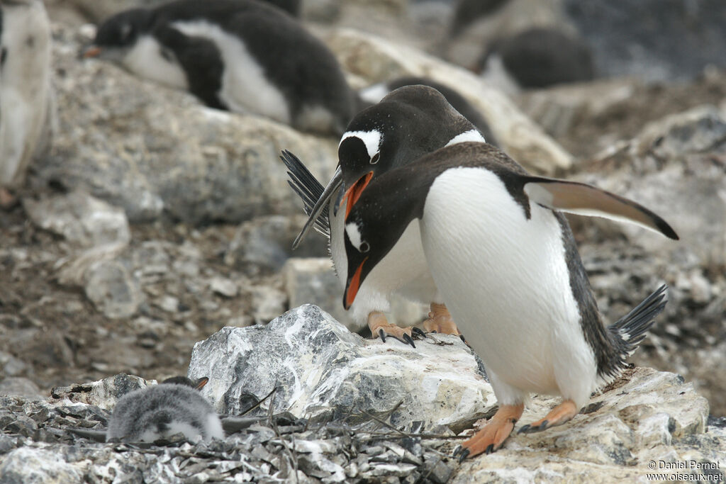 Manchot papou, habitat