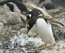 Gentoo Penguin