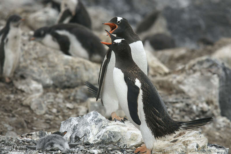 Gentoo Penguin, habitat, song