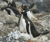 Gentoo Penguin