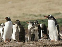 Gentoo Penguin