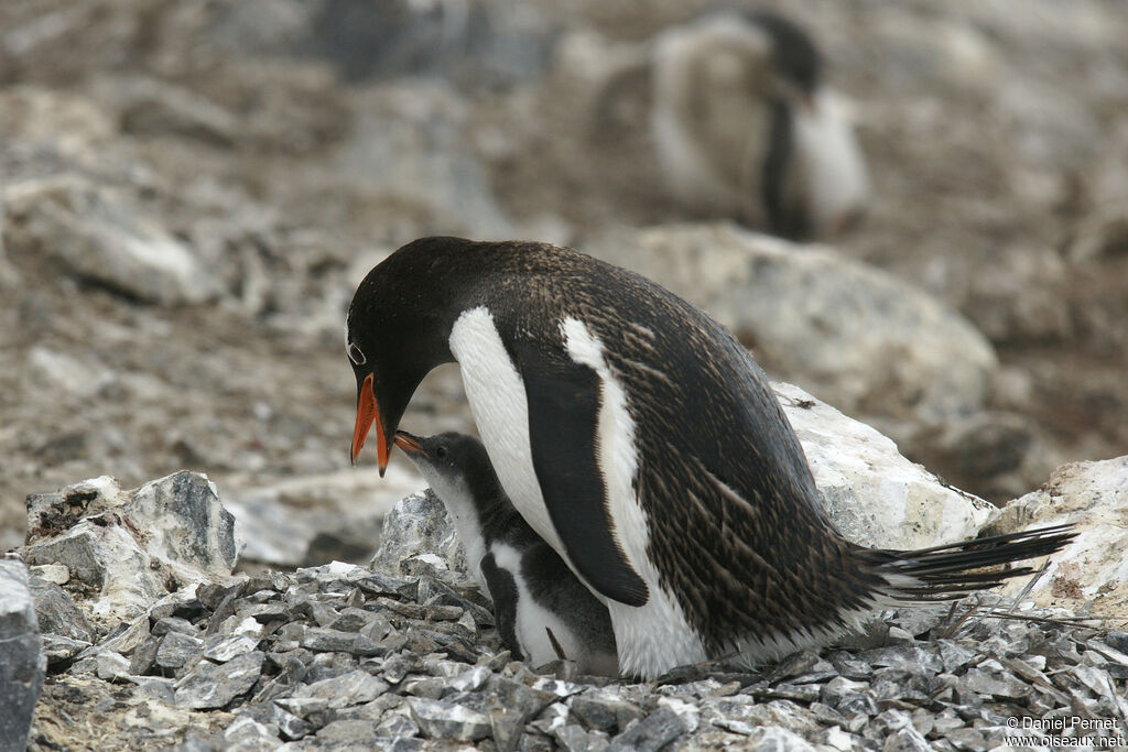 Gentoo Penguin, eats