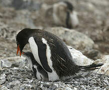 Gentoo Penguin