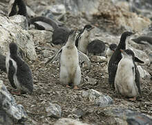 Gentoo Penguin