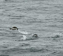 Gentoo Penguin