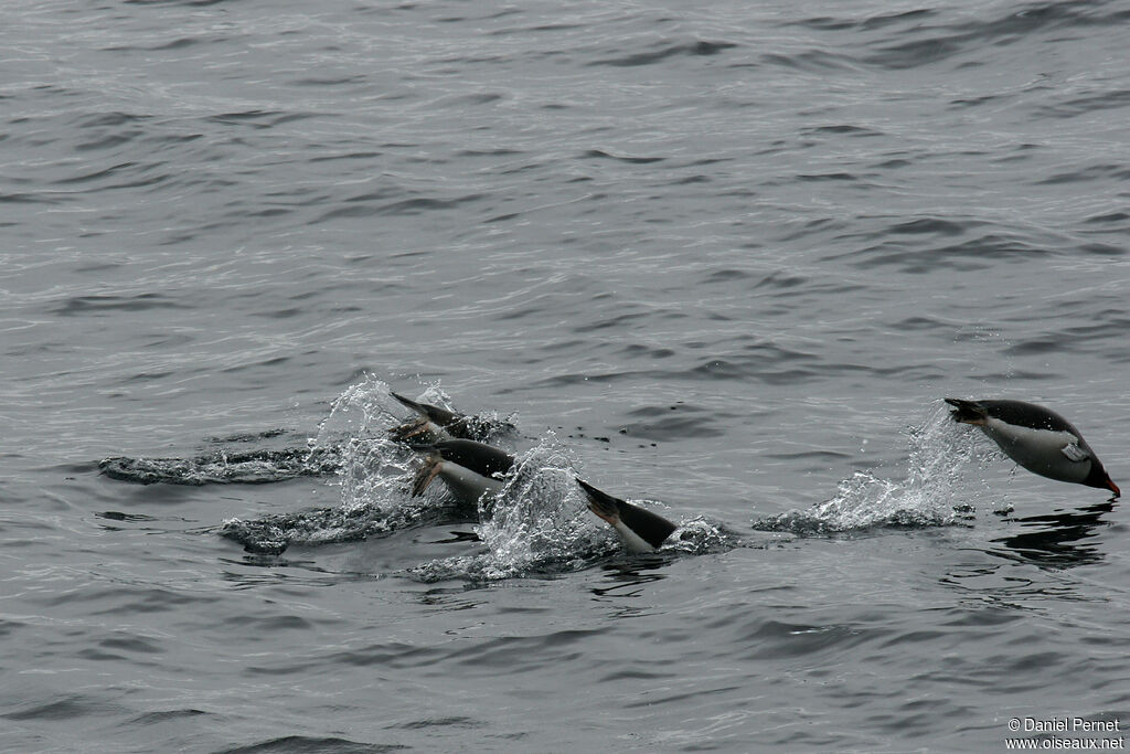 Gentoo Penguinadult, swimming