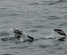 Gentoo Penguin