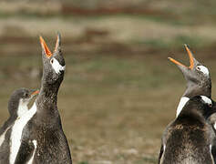 Gentoo Penguin