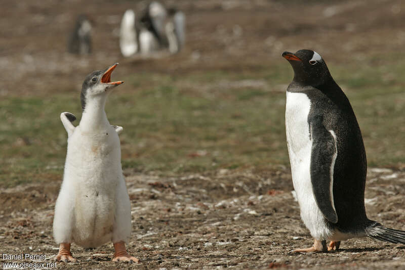 Gentoo Penguin female juvenile, identification