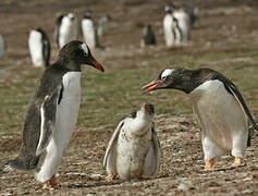 Gentoo Penguin