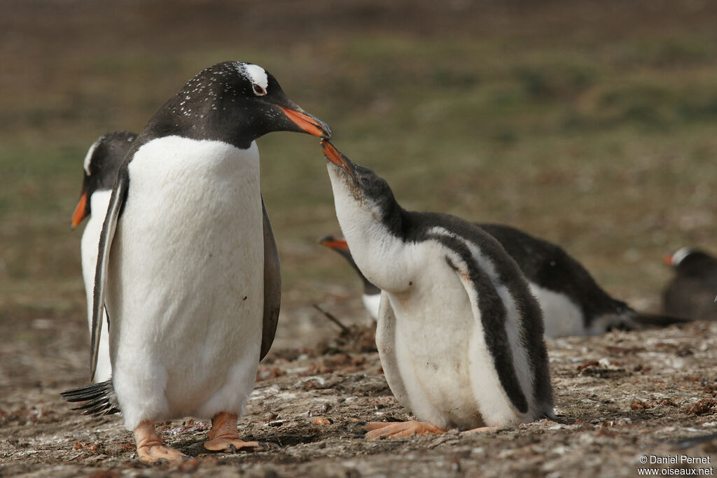 Gentoo Penguin, eats