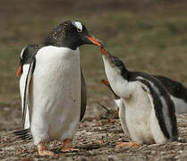 Gentoo Penguin