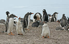 Gentoo Penguin