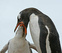 Gentoo Penguin